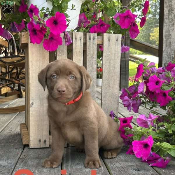 Snickers, Chocolate Labrador Retriever Puppy